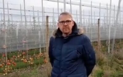 Obsthof soll 22.000 Apfelbäume fällen – für Photovoltaik